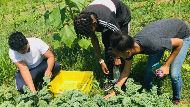 Reviving Connections: The Impact of Sankofa Farm on the African Diaspora
