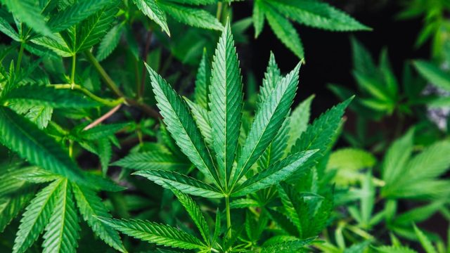 Hemp Farmers Face Urgent Decisions Ahead of November Regulatory Changes