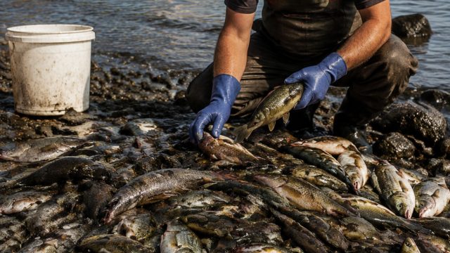 Urgent Measures to Combat Invasive Fish Species in Crete