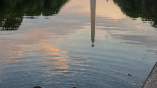 Concern Grows Over Wildlife Safety at Iconic Reflecting Pool