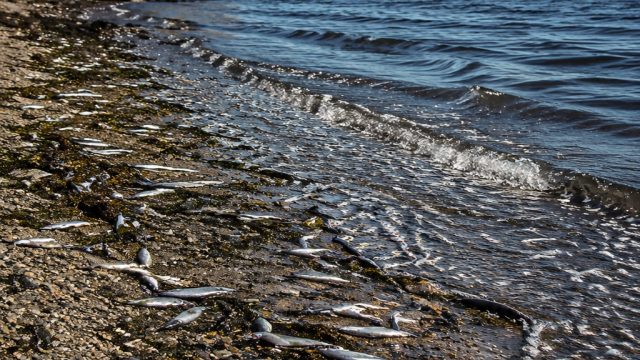 Summer Signals: Capelin Schools Arrive at Middle Cove Beach